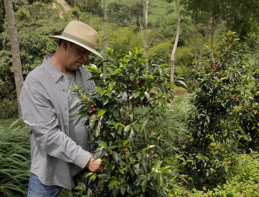 Colombia | Rigoberto Herrera, Café Granja La Esperanza