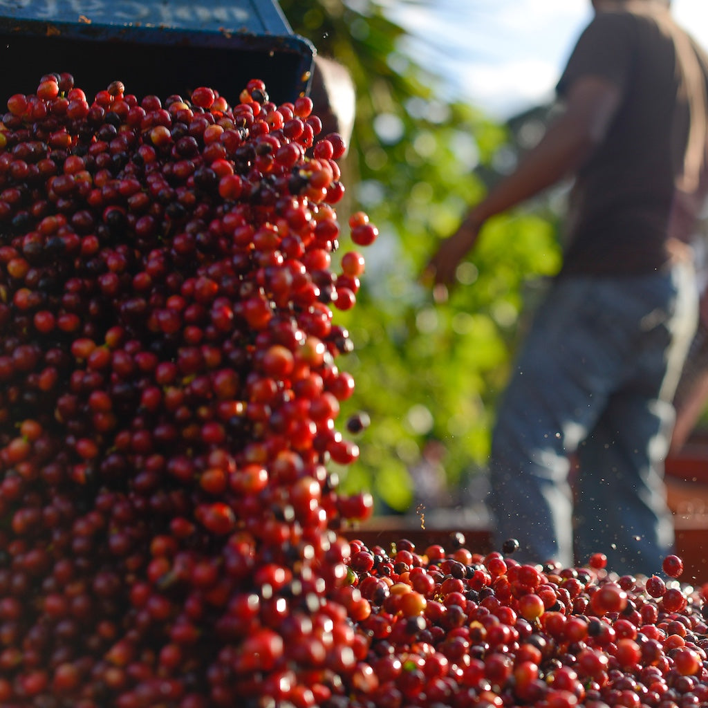 Photo of Brumas del Zurquí Typica Natural