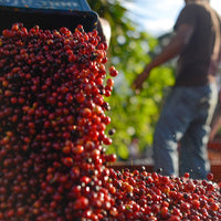 Brumas del Zurquí Typica Natural