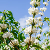 Brumas del Zurquí Ethiopia Washed