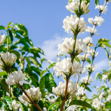 Brumas del Zurquí Ethiopia Washed