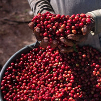 Brumas del Zurquí Typica Natural