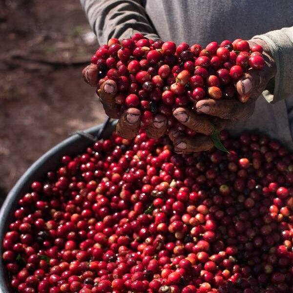 Brumas del Zurquí Typica Natural