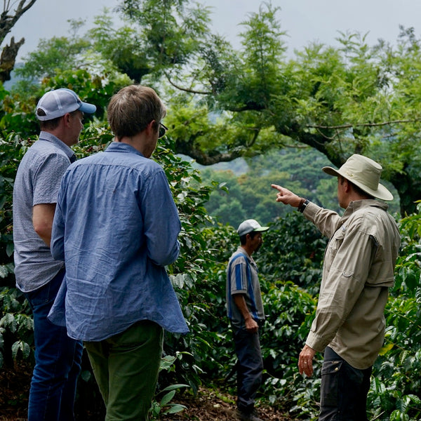 Guatemala | Finca Santa Ana Dilla Alghe – PT's Coffee