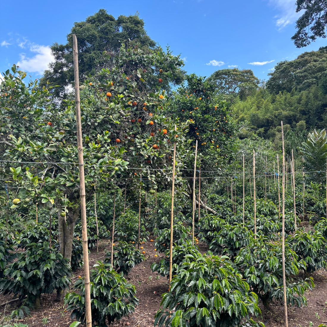 El Chaferote Pink Bourbon Washed