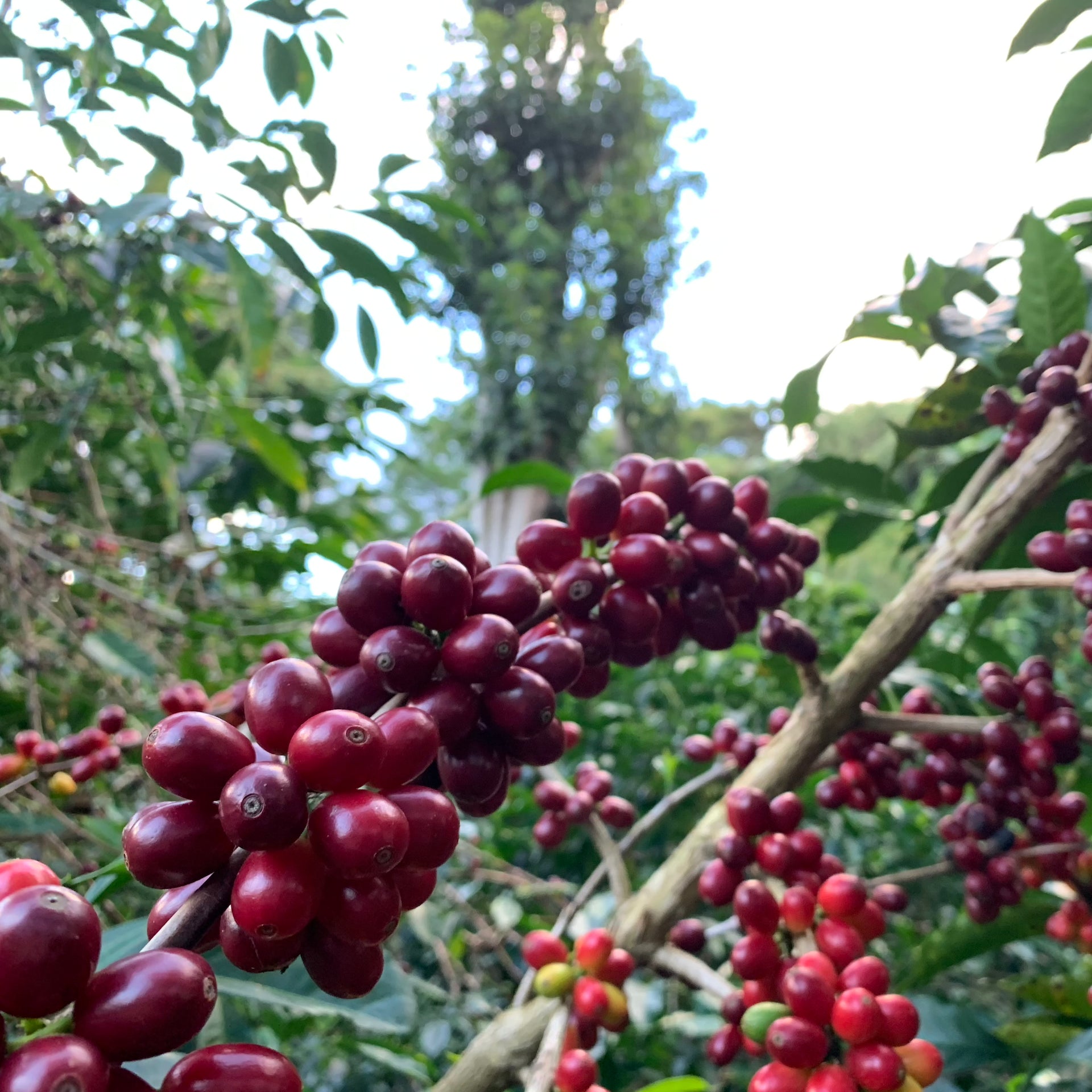 Photo of Las Brujas COD Ethiopian Natural