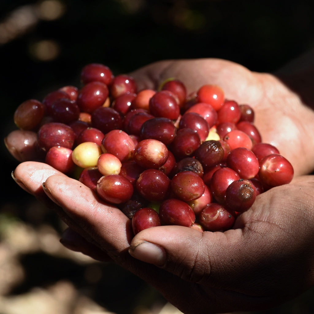 Mexico La Angostura Organic MWP Decaf PT's Coffee