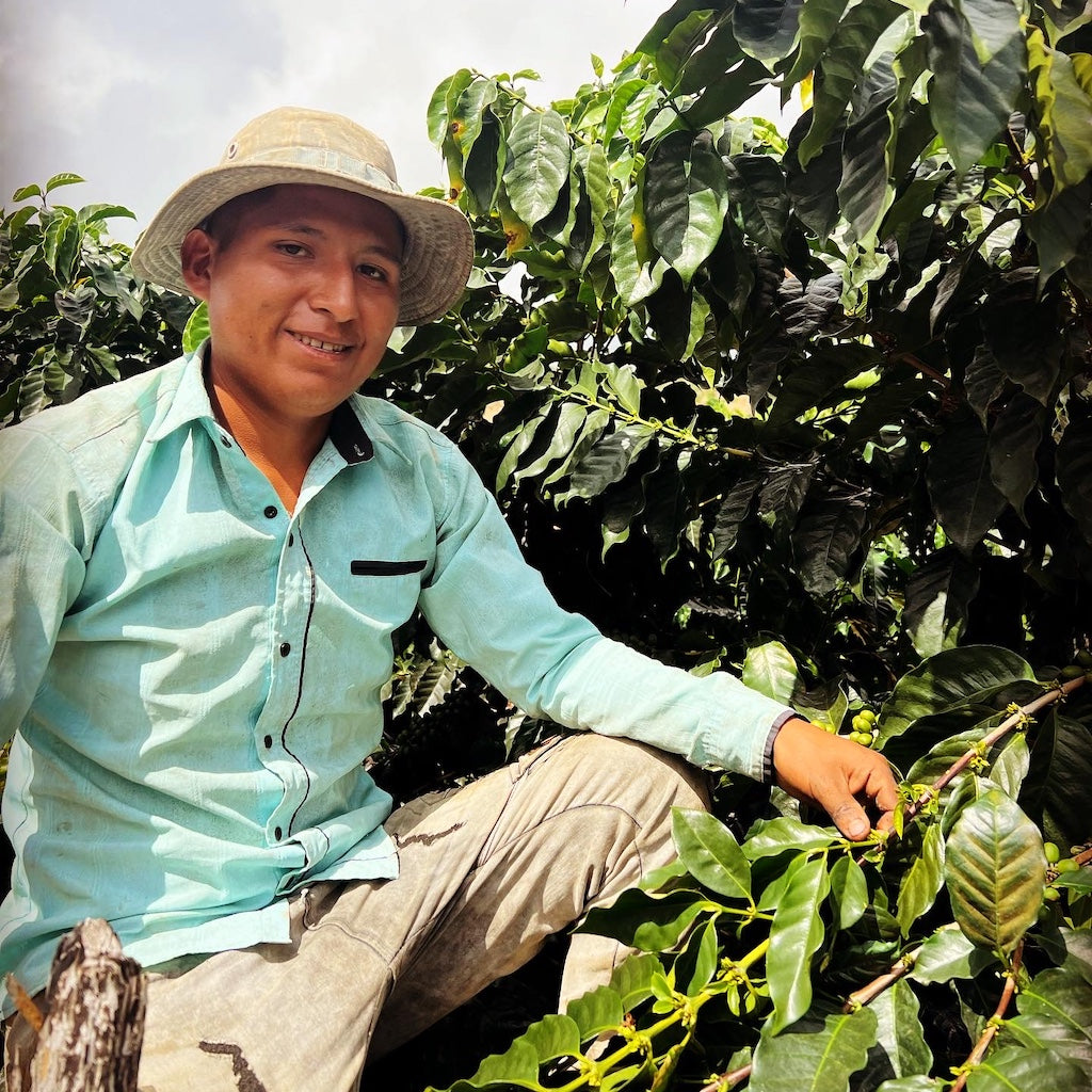 Caranavi Copacabana Washed