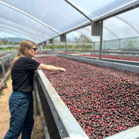 Noria #2 Gesha Natural