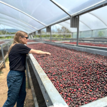 Noria #2 Gesha Natural