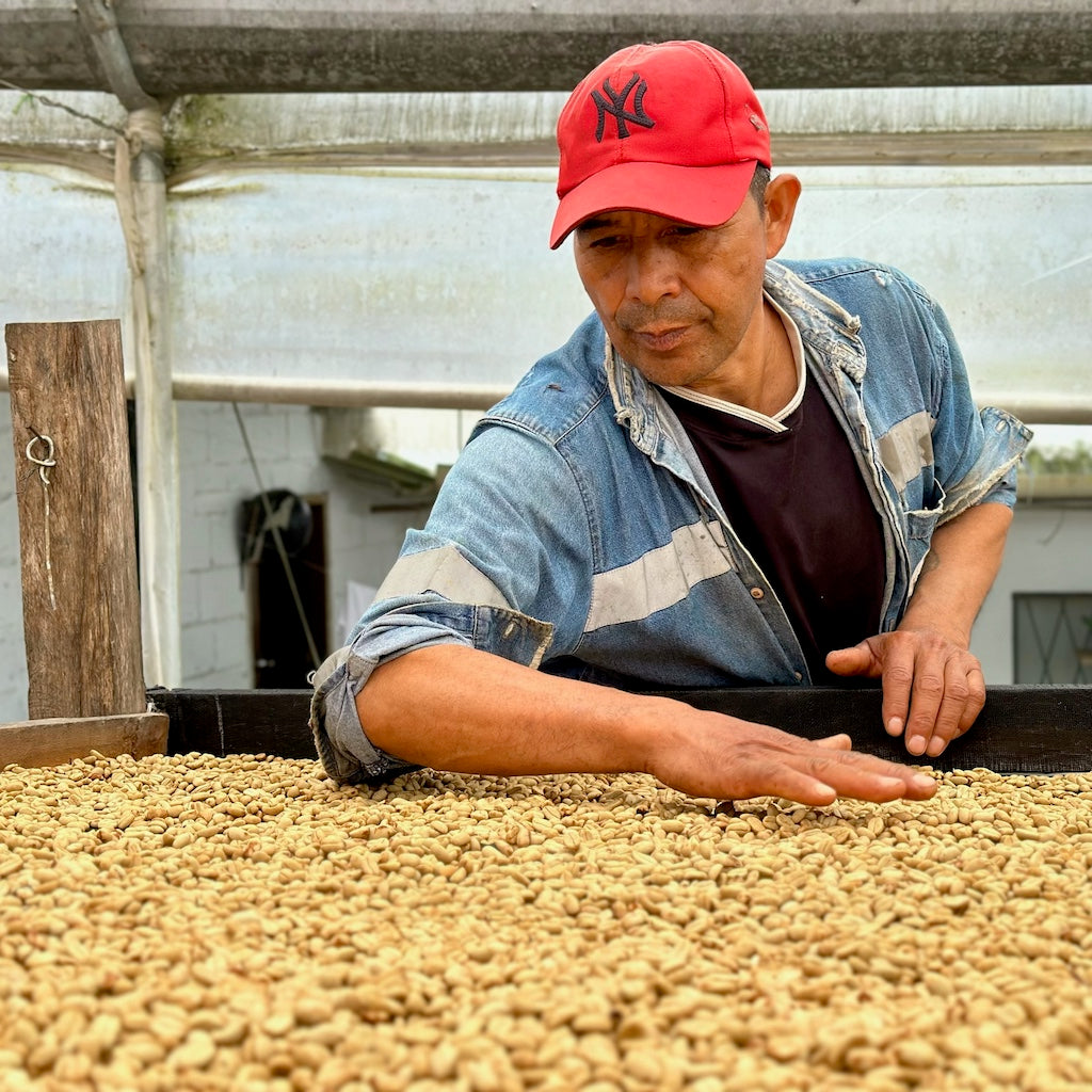 Photo of Fausto Romo Sidra Washed