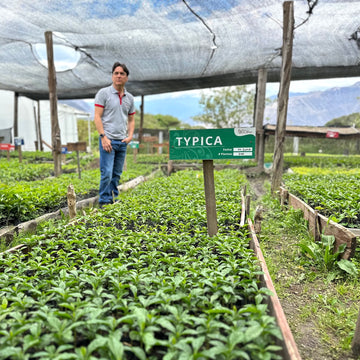 Typica Reserve Yeast Process