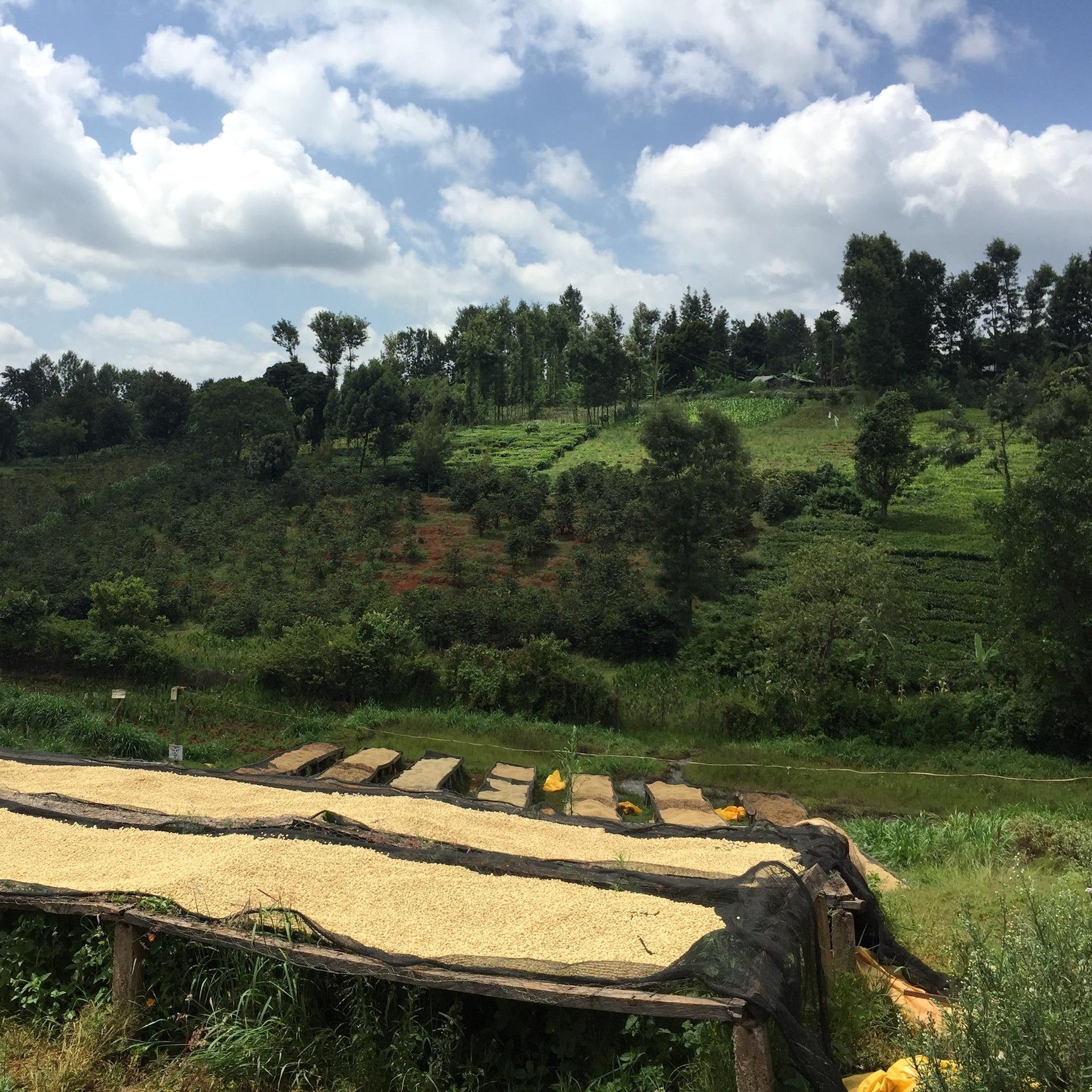 Photo of Kamwangi Peaberry