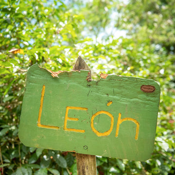 León 4 Gesha Washed