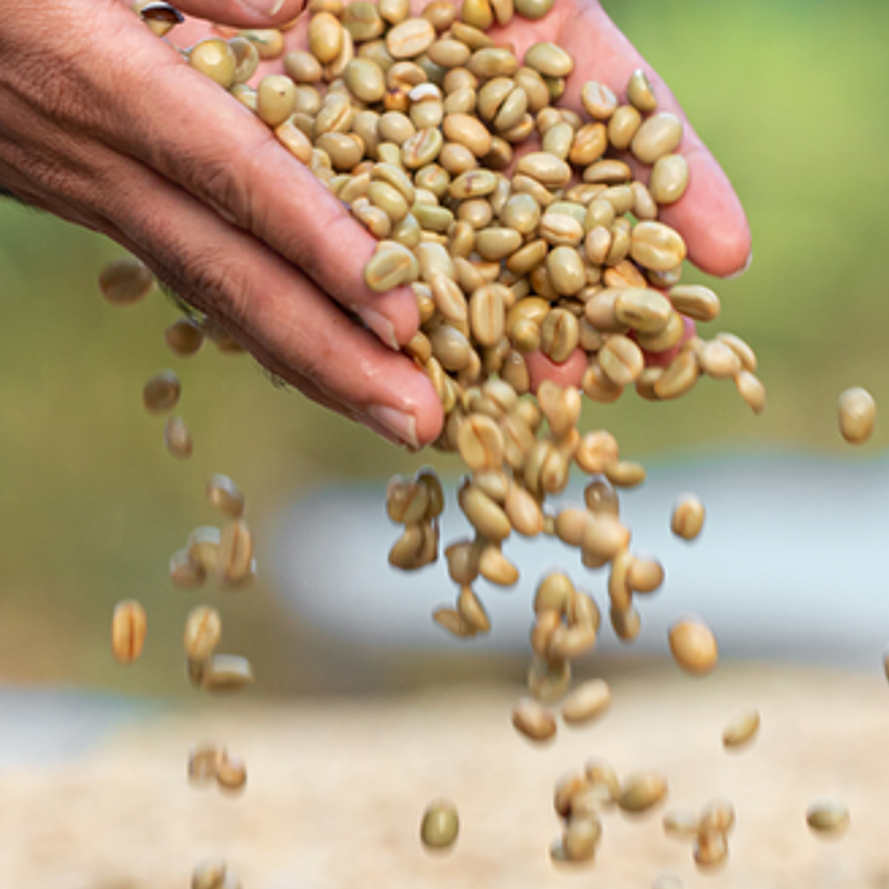 Photo of Melaku Negash Chelba Organic Washed