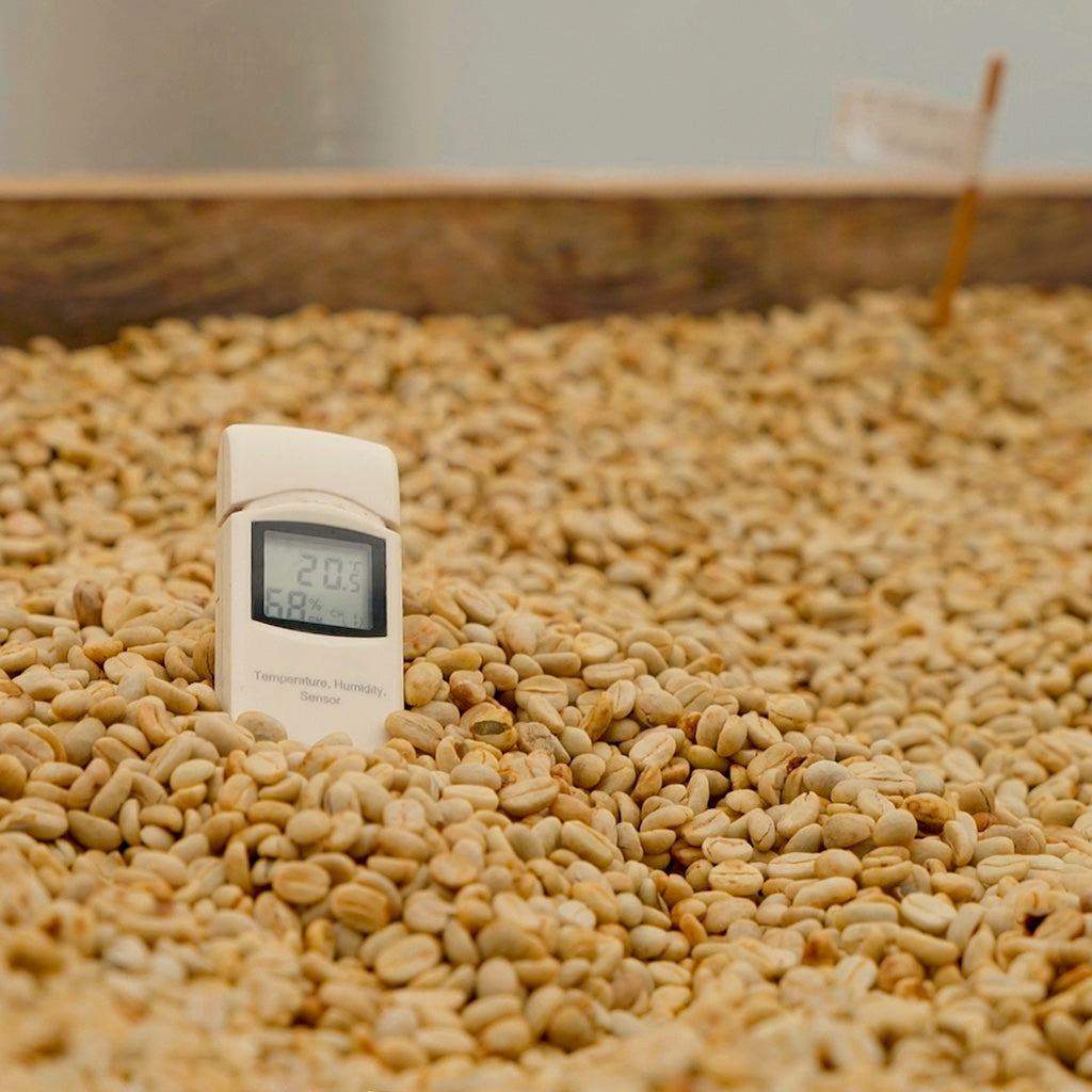 Photo of Typica Mejorado Washed