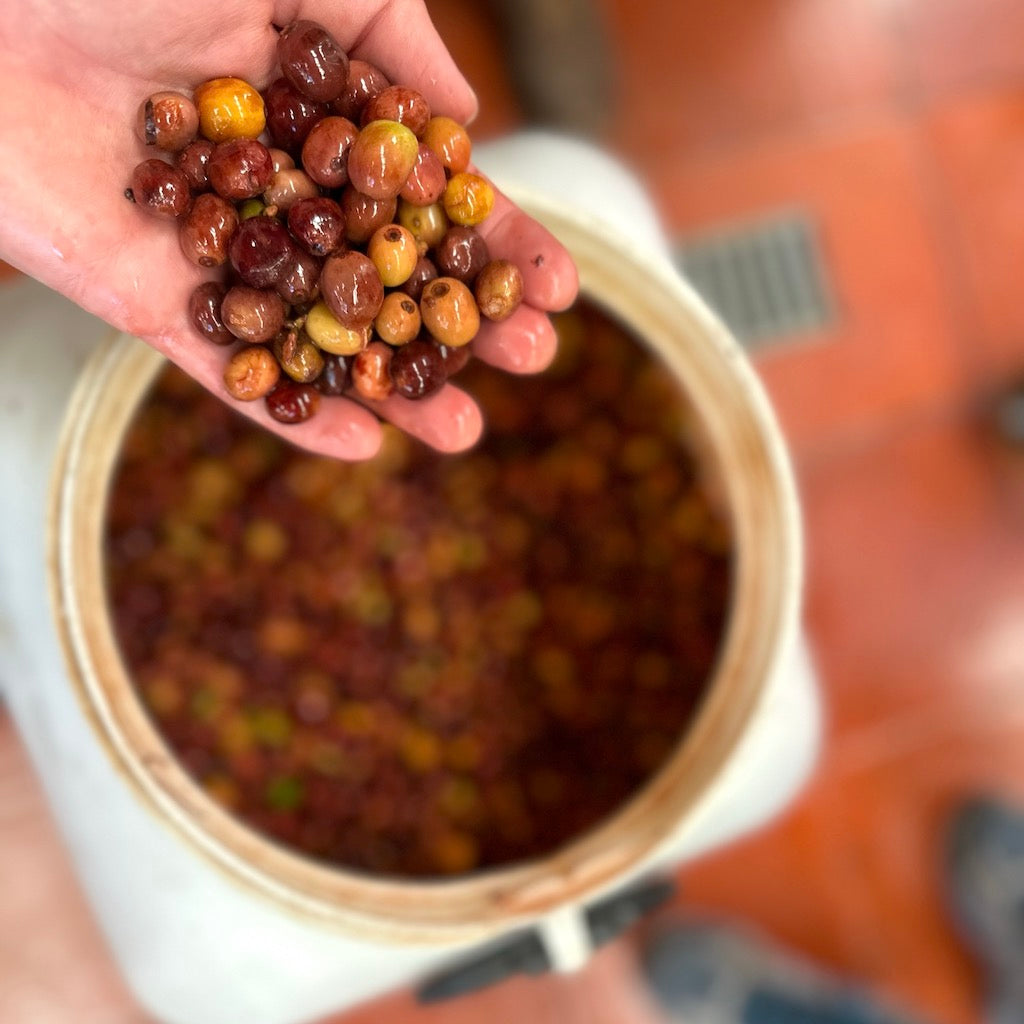 Photo of Finca Villa Loyola Carbonic Maceration