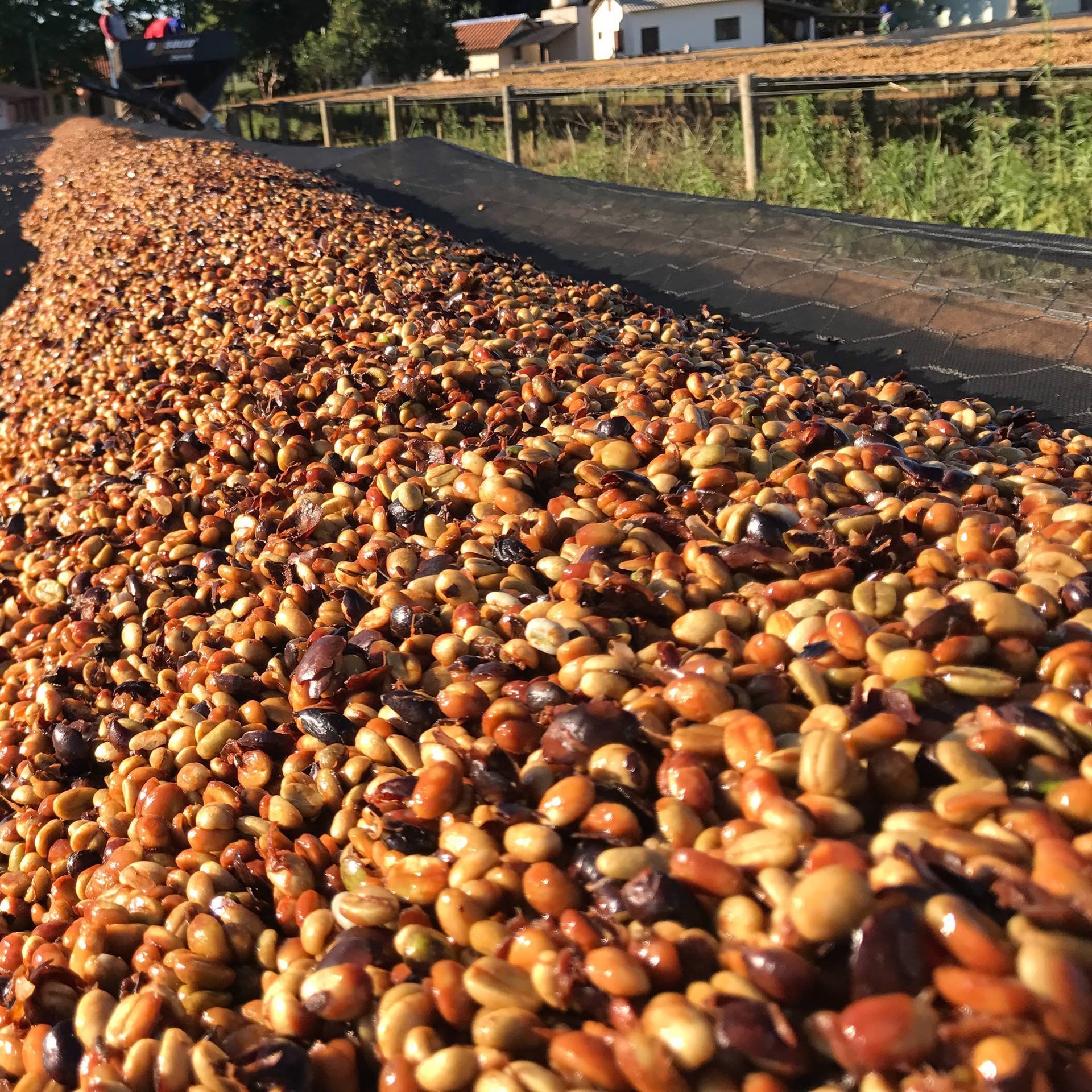 Photo of Peaberry Honey