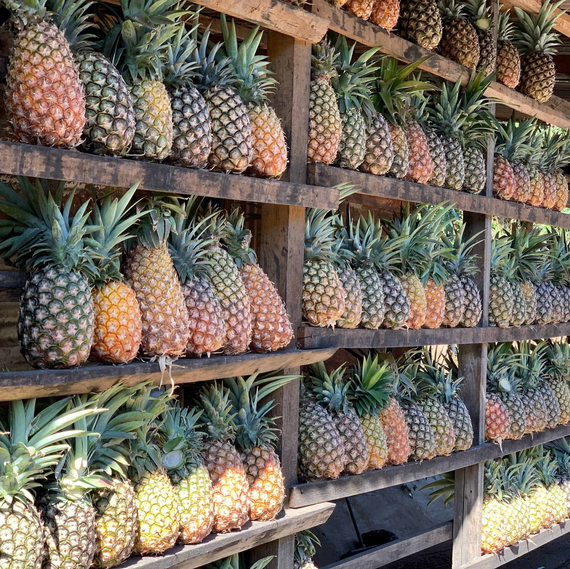 Photo of Pineapple Process