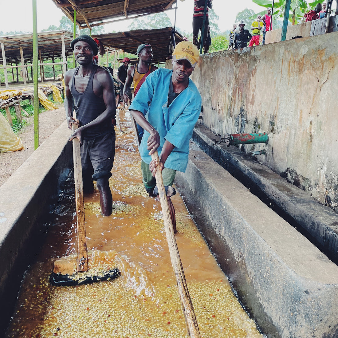 Nkanda Washing Station Cumba 