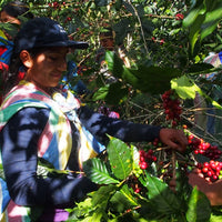 Rosarios Altos Washed