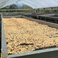 Bosque #3 Gesha Washed