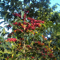 Sidama Natural MWP Decaf