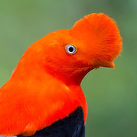 Rosarios Altos Washed