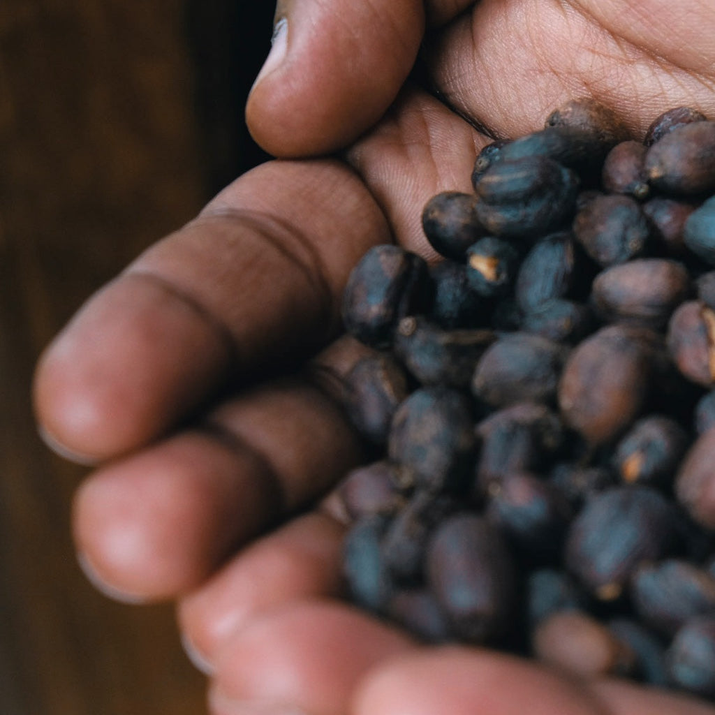 Photo of Sidama Natural SWP Decaf