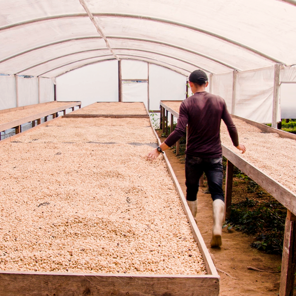 Ecuador | Yacuri Sidra Washed – PT's Coffee