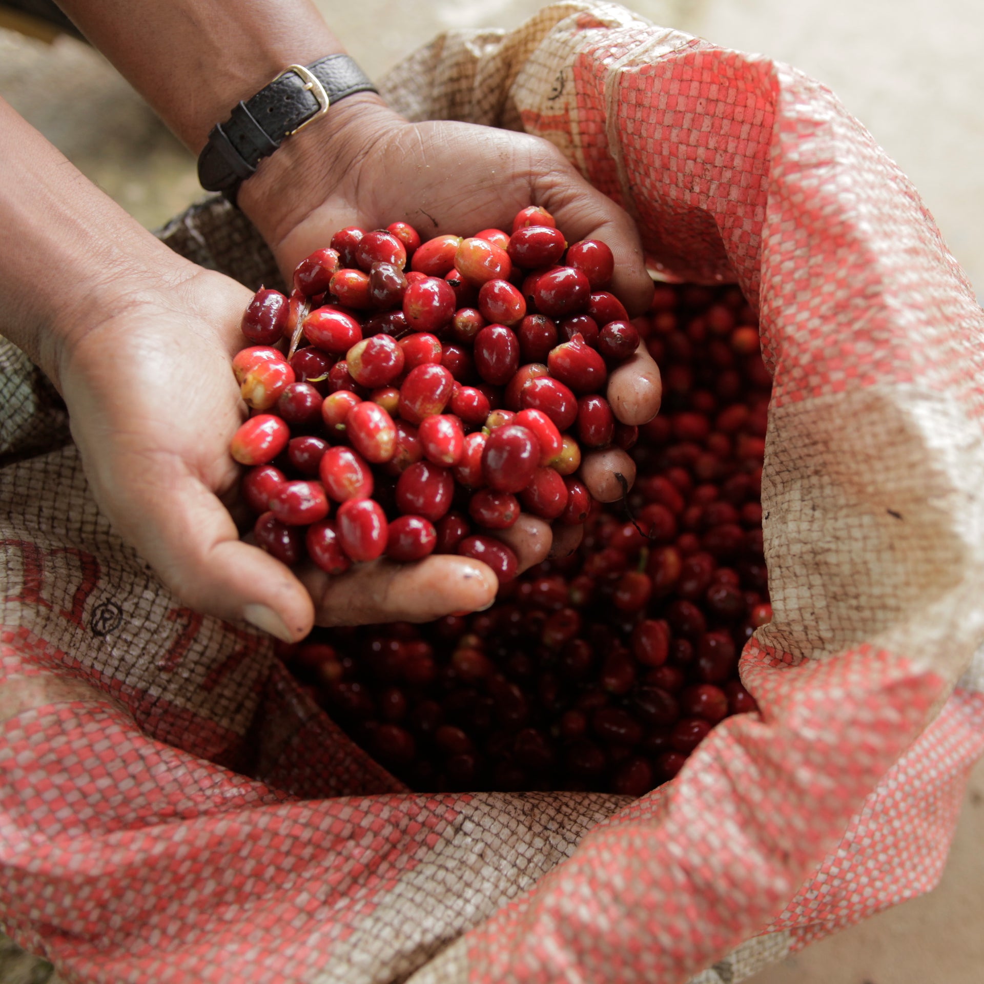 Photo of Sudan Rume Natural