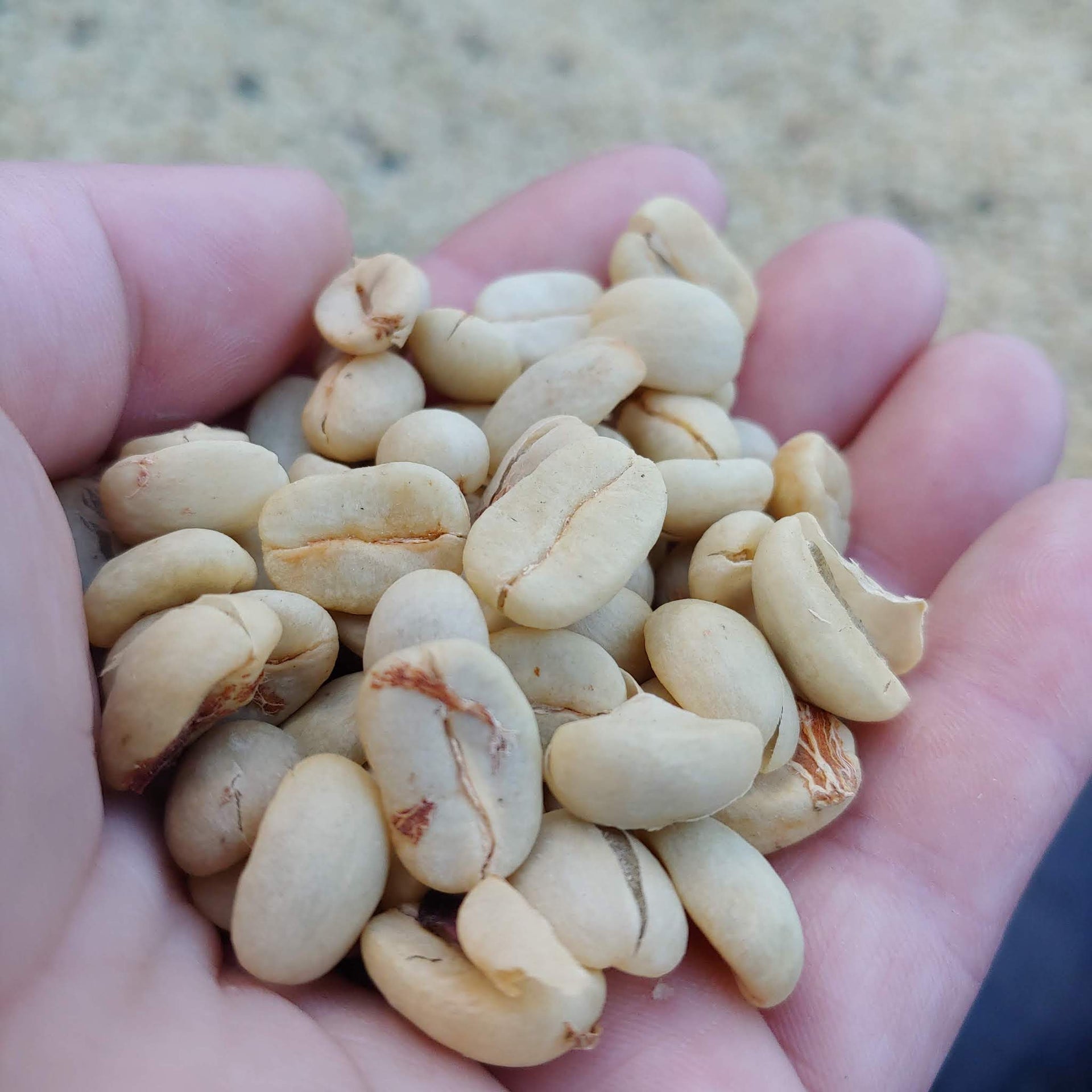 Photo of La Muela Pacamara Washed