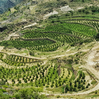 Haraaz Red / Mahal Aqeeq ul Station Natural